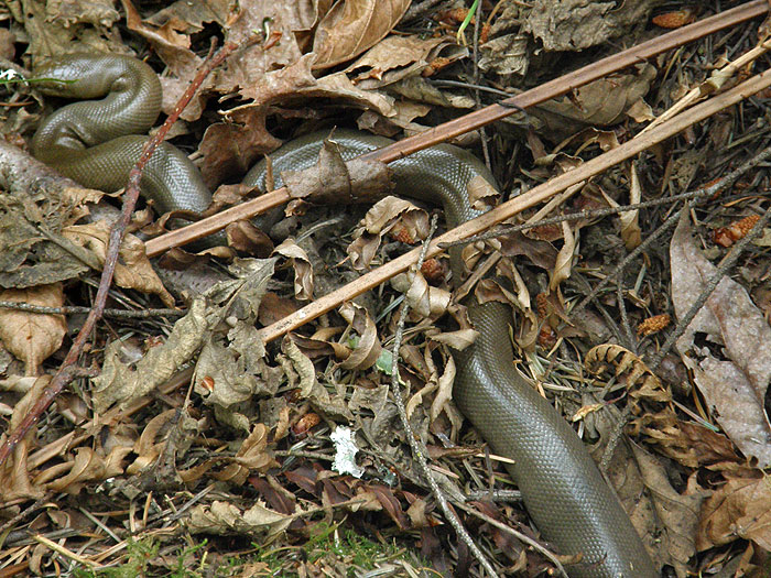 Rubber Boa! Oregon Hikers