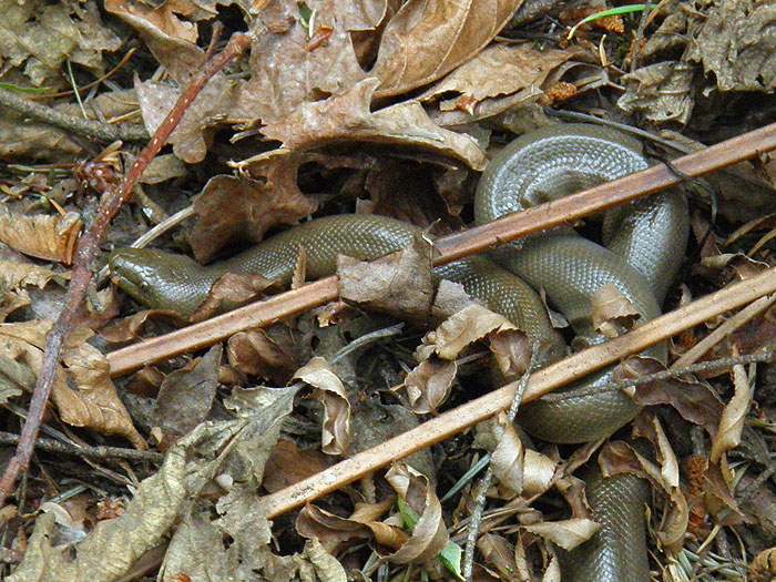Rubber Boa! Oregon Hikers