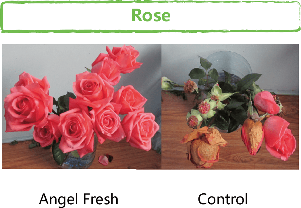 Crop Solutions SPMBIO