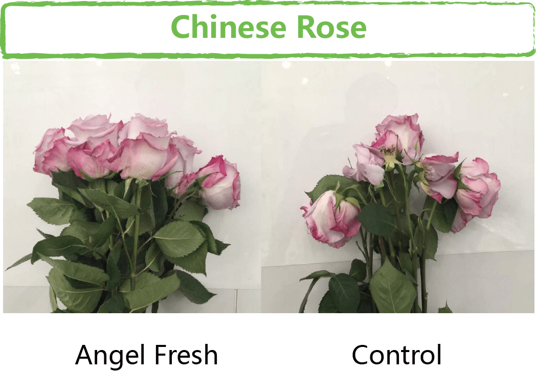 Crop Solutions SPMBIO