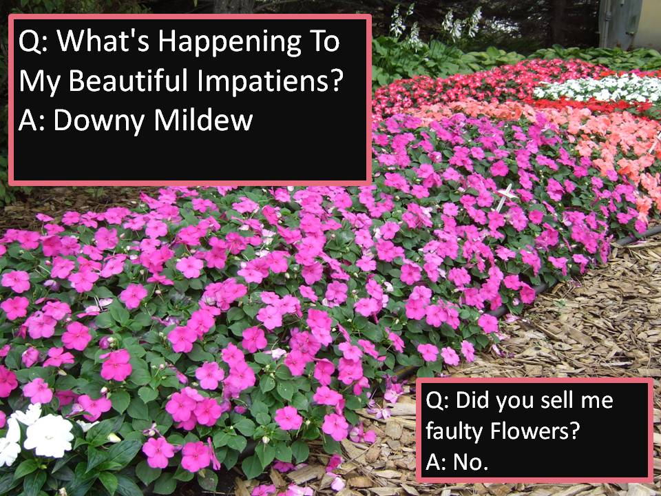 Whats wrong with my poor Impatiens? South Pleasantburg Nursery