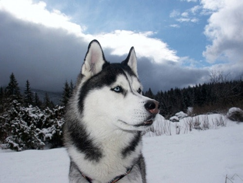 Alaskan Husky Breed Info and Care