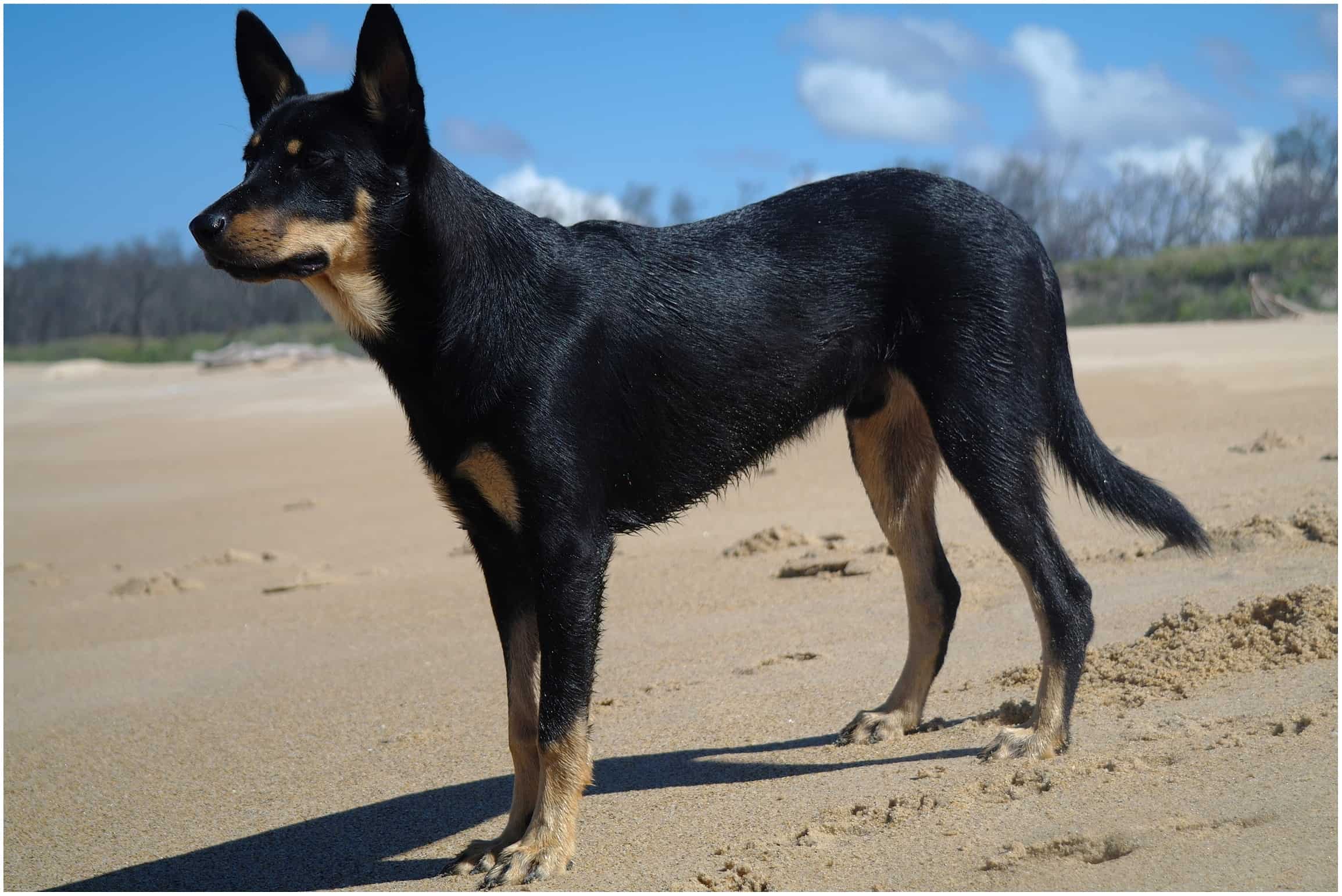 Australian Kelpie Breed Info and Care