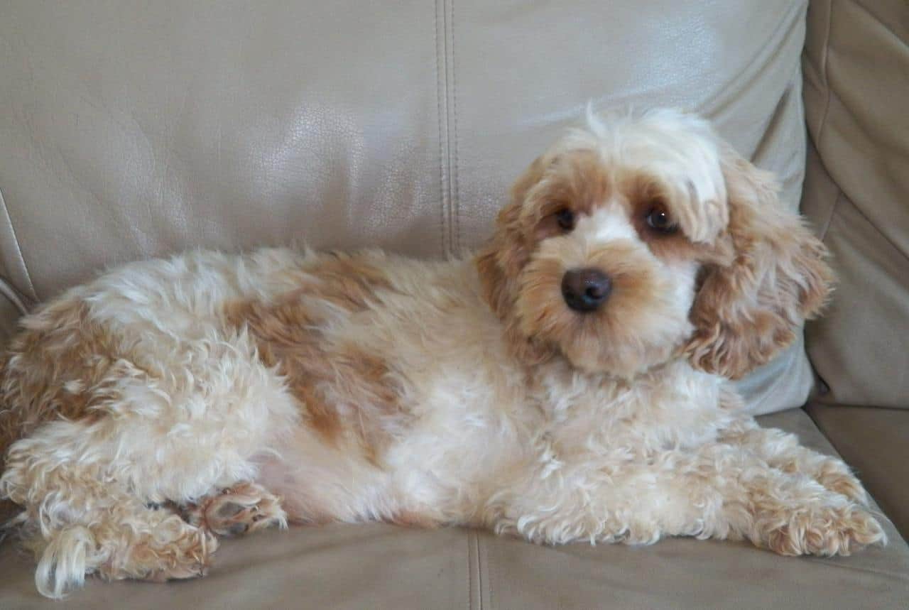 Cockapoo, Cocker Spaniel Poodle Mix