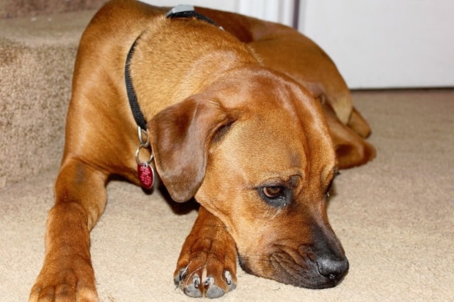 Boxweiler, Boxer And Rottweiler Mix