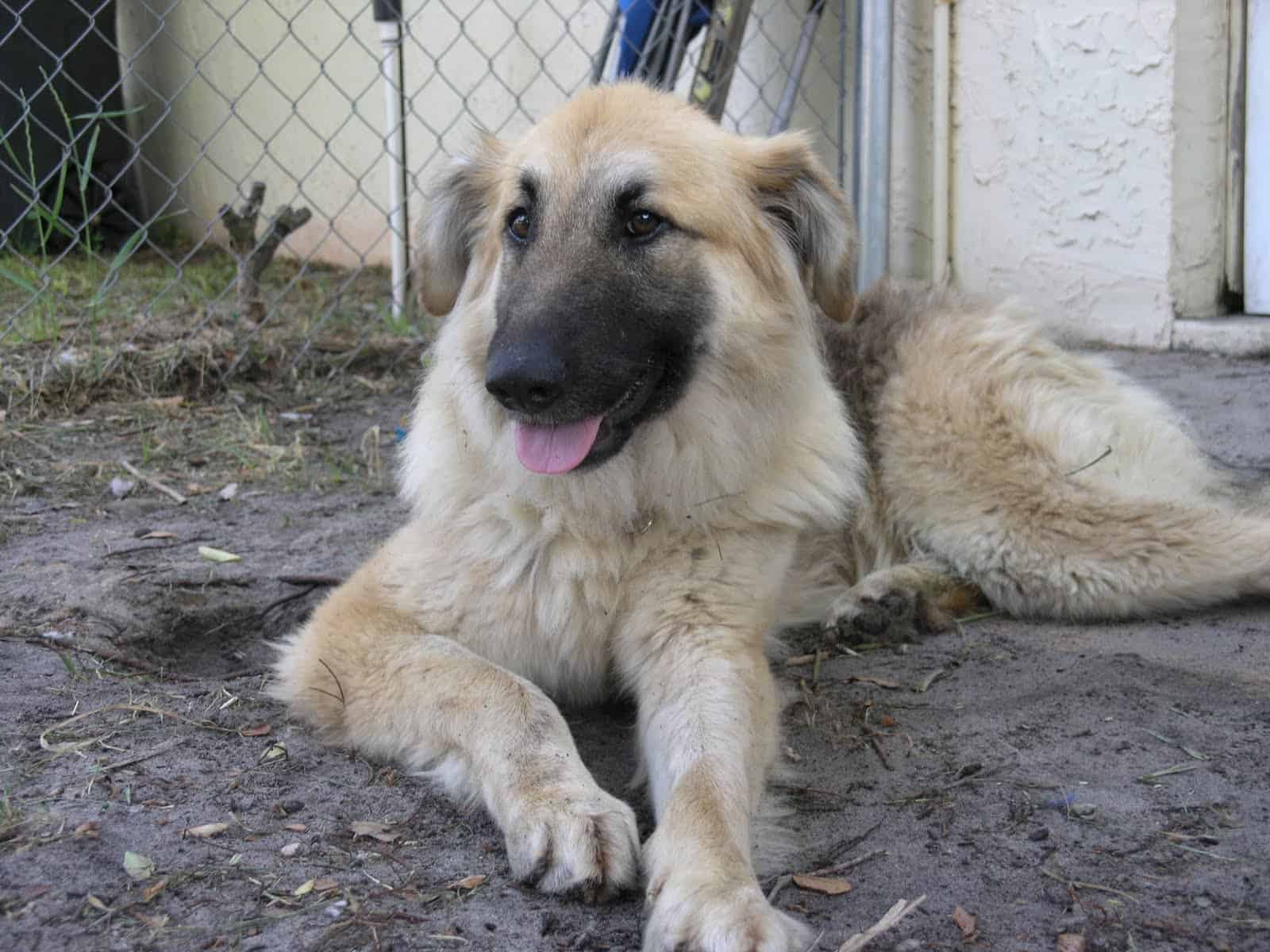 Golden Shepherd, German Shepherd And Golden Retriever Mix