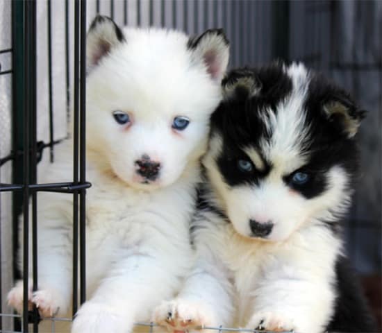 Pomsky, Pomeranian and Siberian Husky Mix