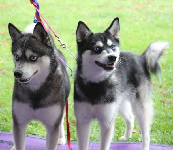 Pomsky, Pomeranian and Siberian Husky Mix