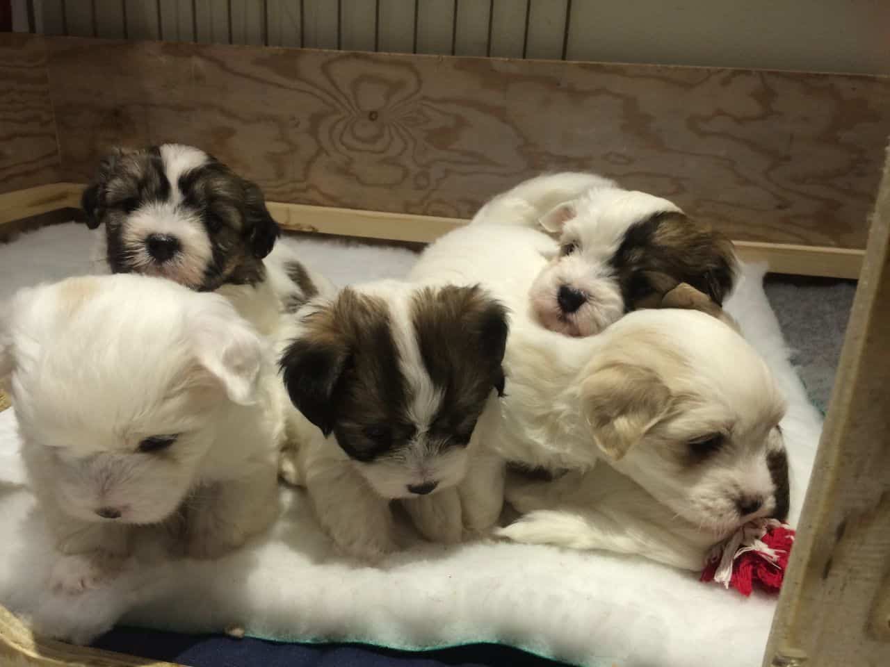 Biton, Coton de Tulear and the Bichon Frise Mix