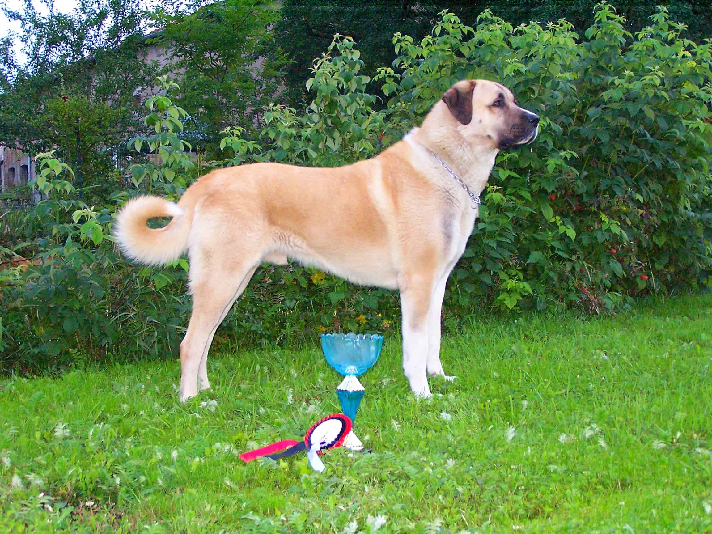 Kangal Dog