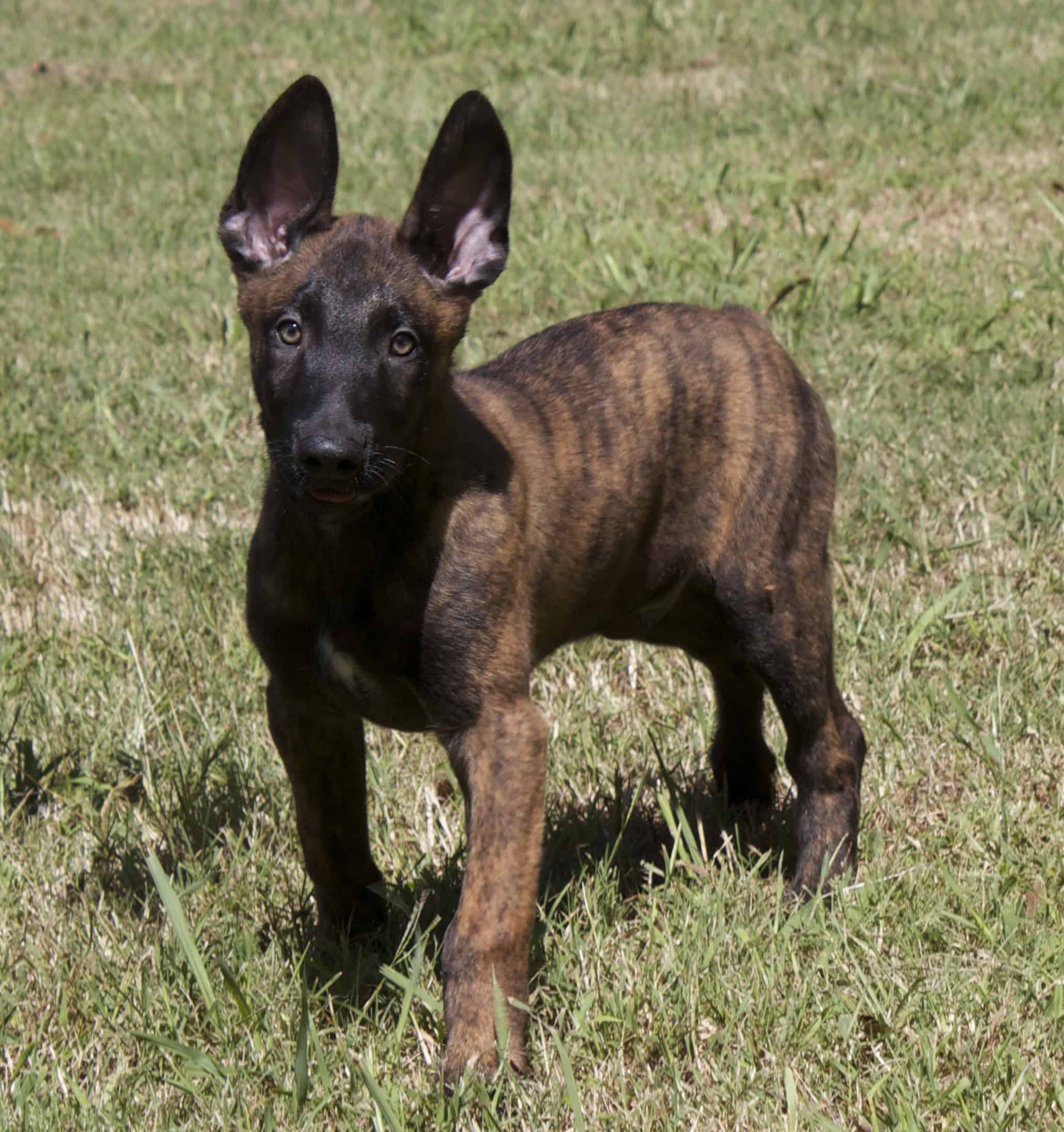 Dutch Shepherd