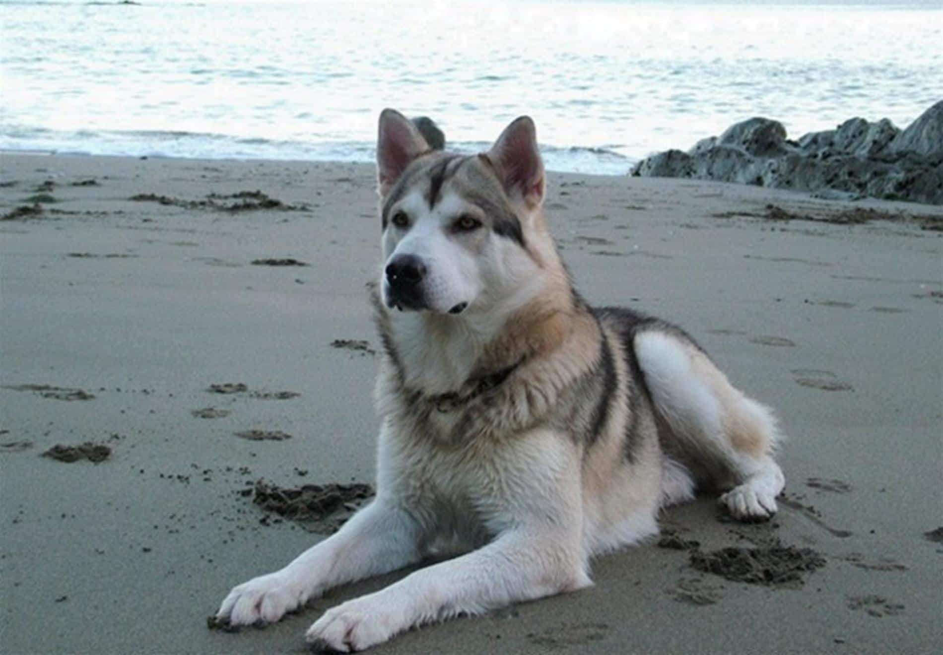 Northern Inuit