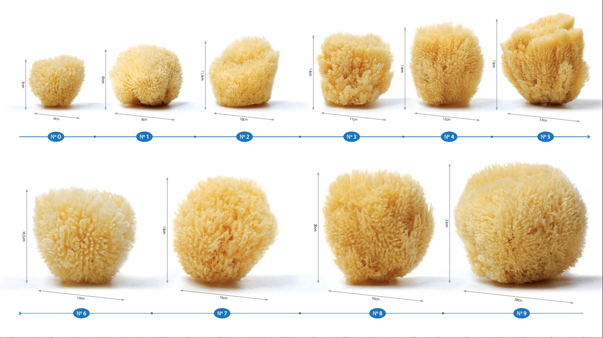 Facts about natural sea sponges Spongean