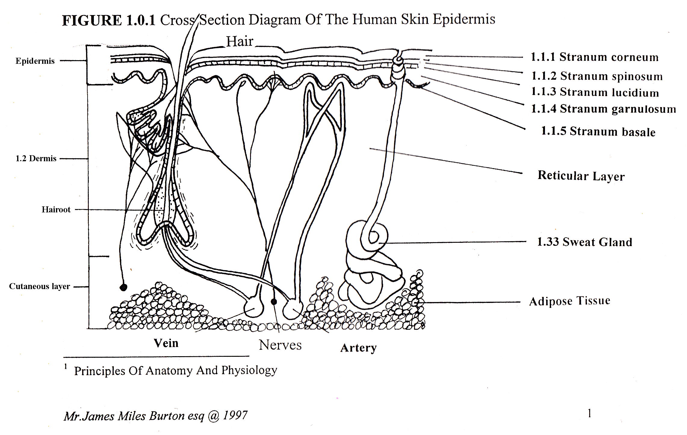 GRANSTEIN CELLS PDF
