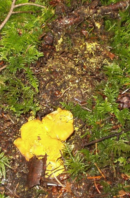 Golden Chanterelle Cantharellus formosa