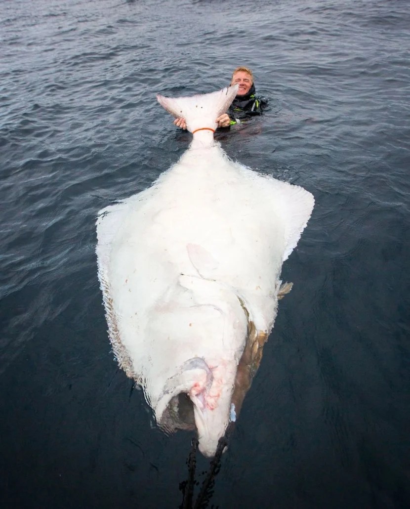 Giant Halibut 9, 10 and 11 on Å! Sportquest Holidays