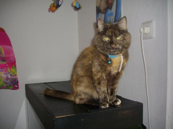 Unsere Katzen