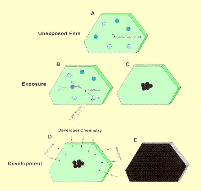 Diagram Of X Ray Film