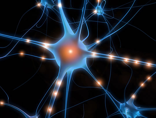Older Adult Brains Can Grow Thousands Of New Cells Neurogenesis: How To Grow New Brain Cells - Psyblog