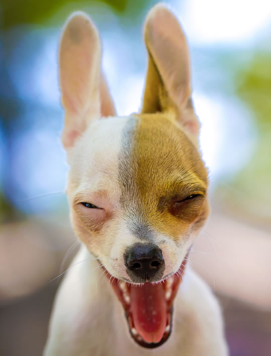 Dogs Recognise Familiar Human Faces in Eye Tracking Experiment PsyBlog