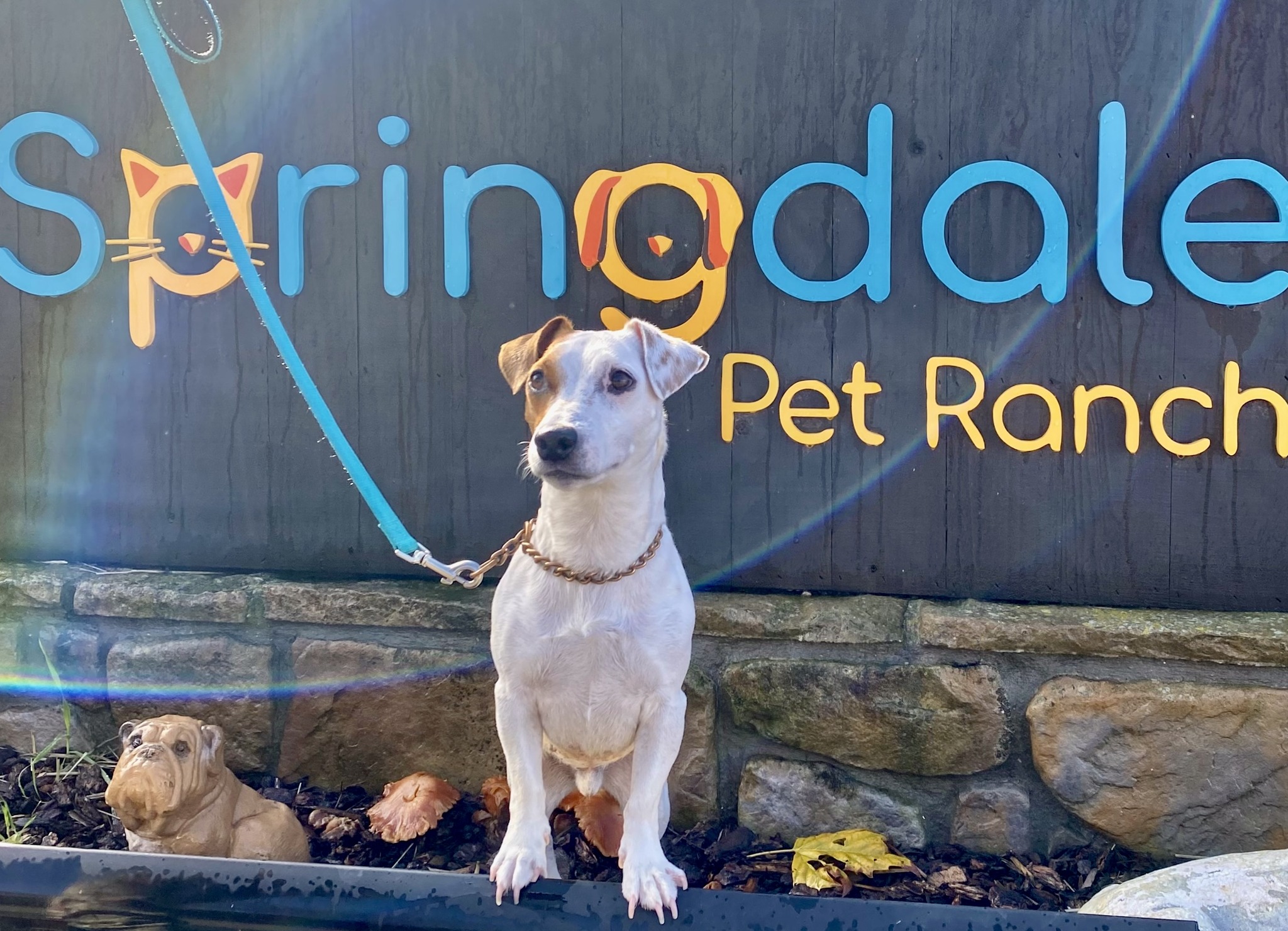 Dog Training San Luis Obispo, CA Springdale Pet Ranch