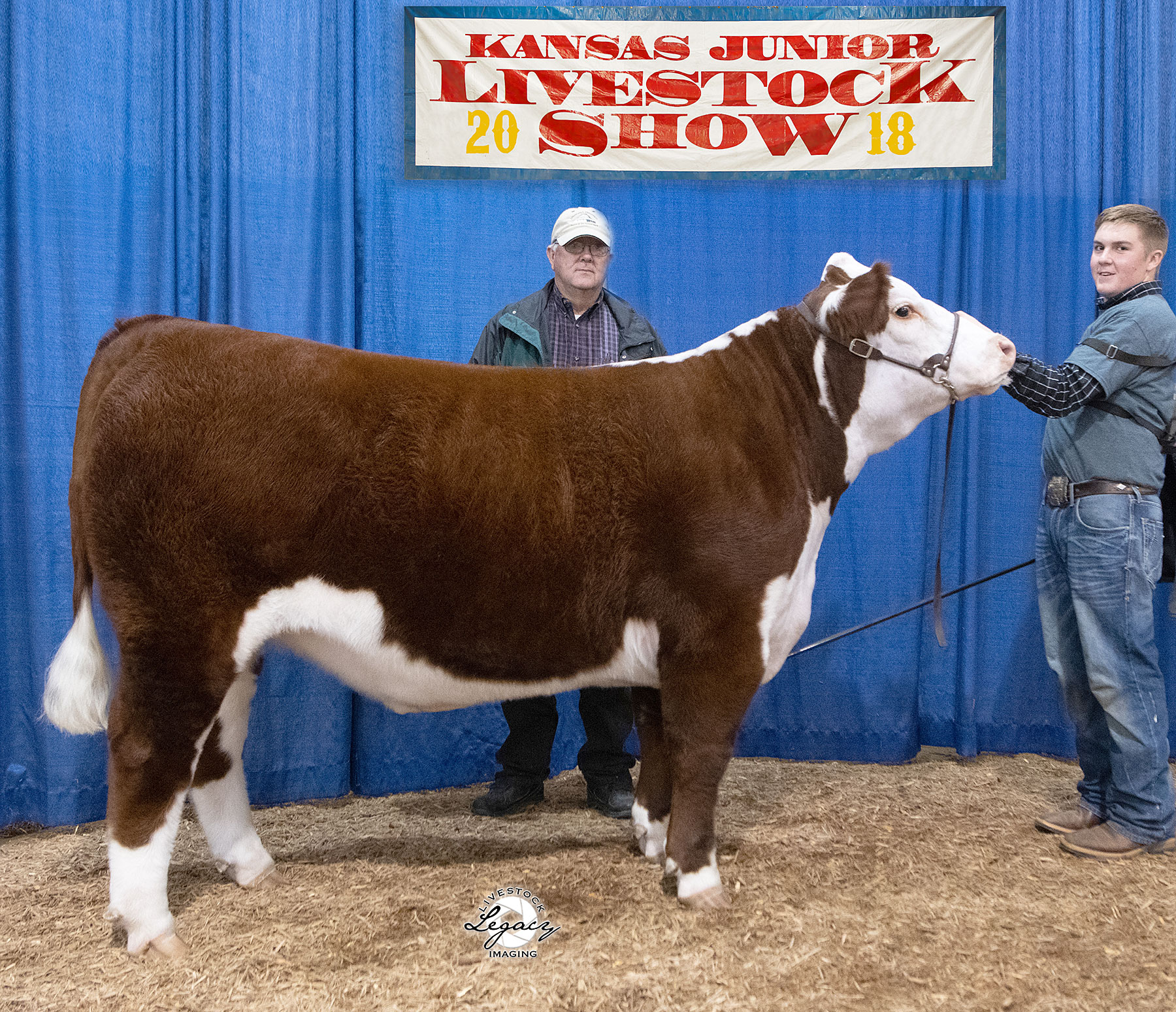 Springhill Herefords