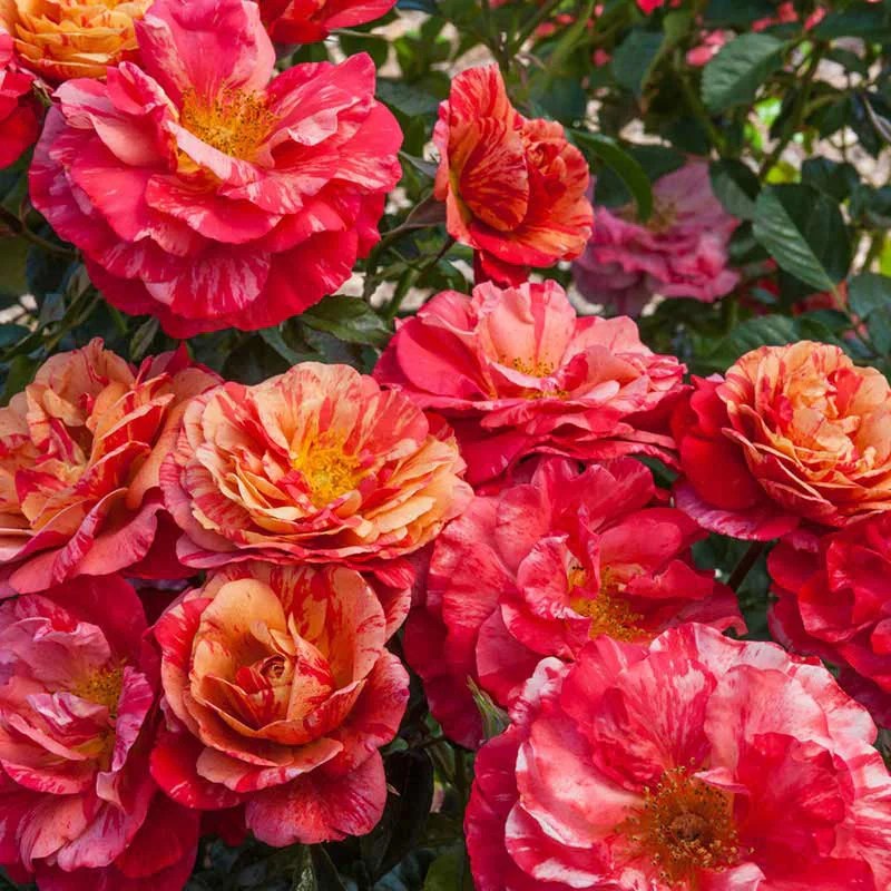 Frida Kahlo Rose for Sale Floribunda Rose Bushes Spring Hill