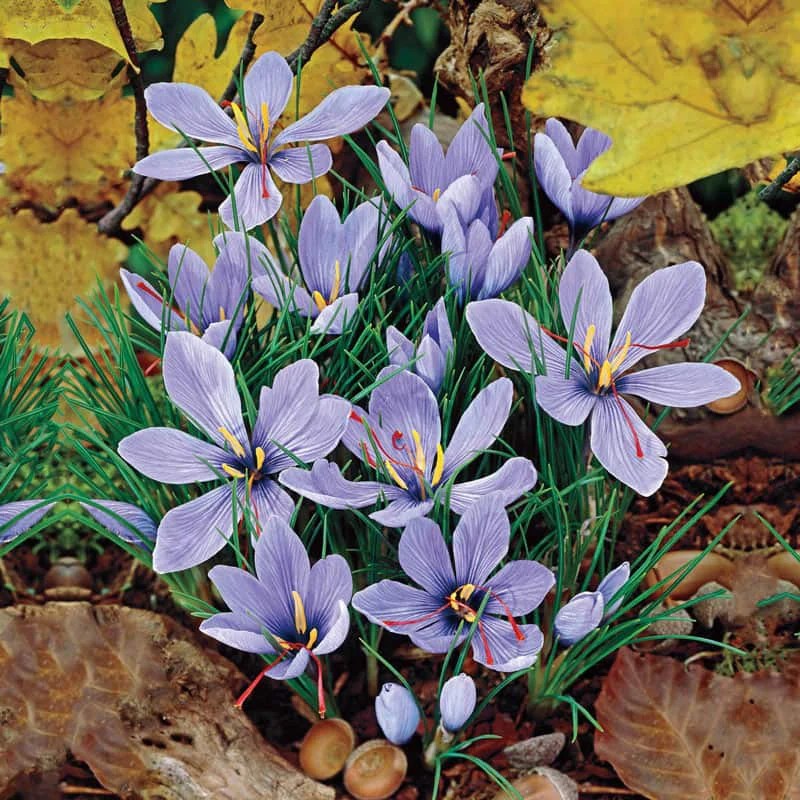 Saffron Crocus Saffron Bulbs for Sale Spring Hill Nursery