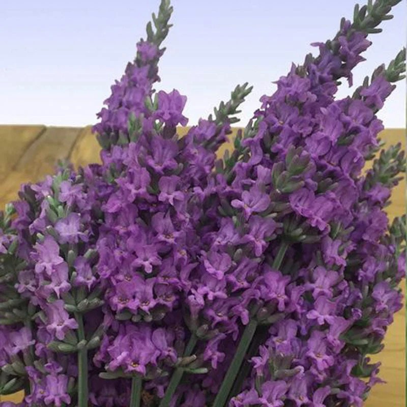 Sensational! Lavender Premium Plant
