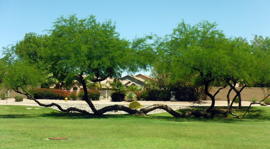 Springtree HOA A Gilbert Arizona Community