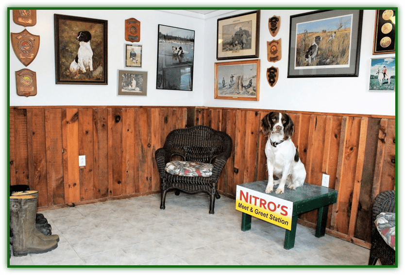 Springville Springers