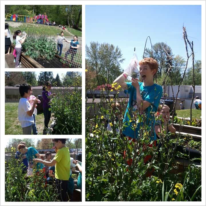 Kids who grow kale, EAT Kale! Sprouting Chefs