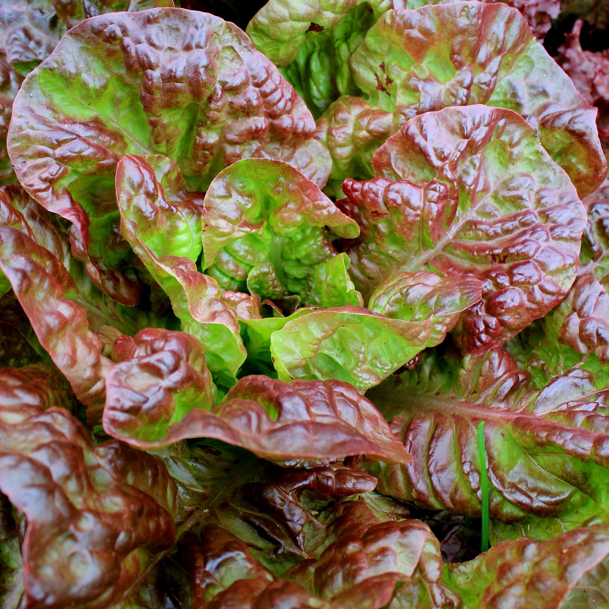 Lettuce Ruby SPS Idaho Inc.