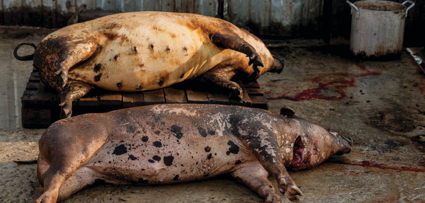Pigs killed by Swine Fever