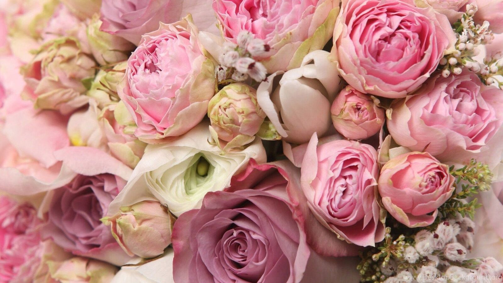 صور ورود لون احمر روز , خلفيات ورد روز , Vintage Rose Wallpapers 2024