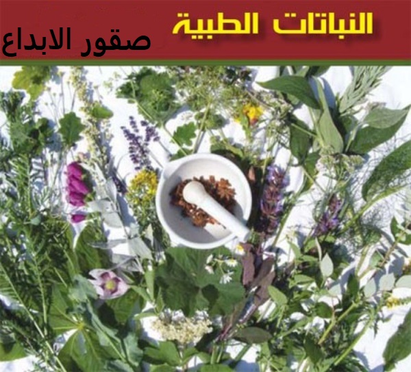 كل شيئ عن تراث النباتات الطبية وفوائدها صقور الإبدآع