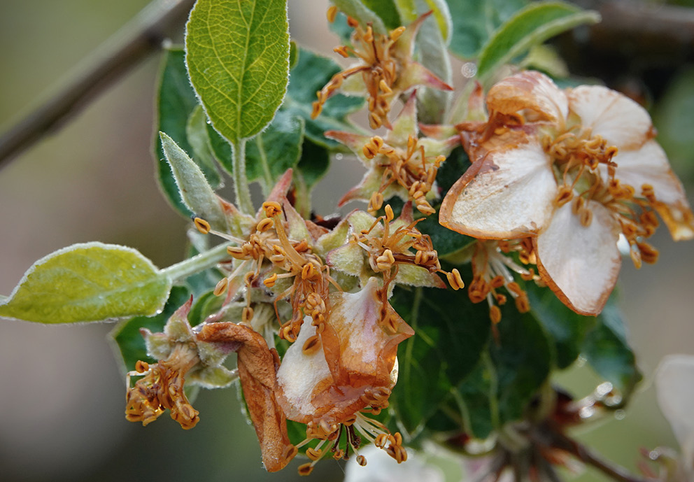 How to Protect Plants from Frost Squire's Garden Centres