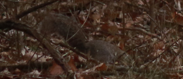 What kind of noises and sounds do squirrels make when they live in your