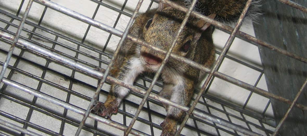 What diseases do squirrels carry?