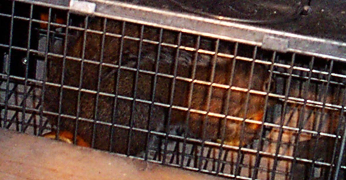 Do squirrels kill mice, rats, or birds?