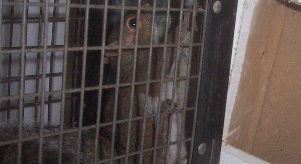 What is a squirrel’s mating habits?