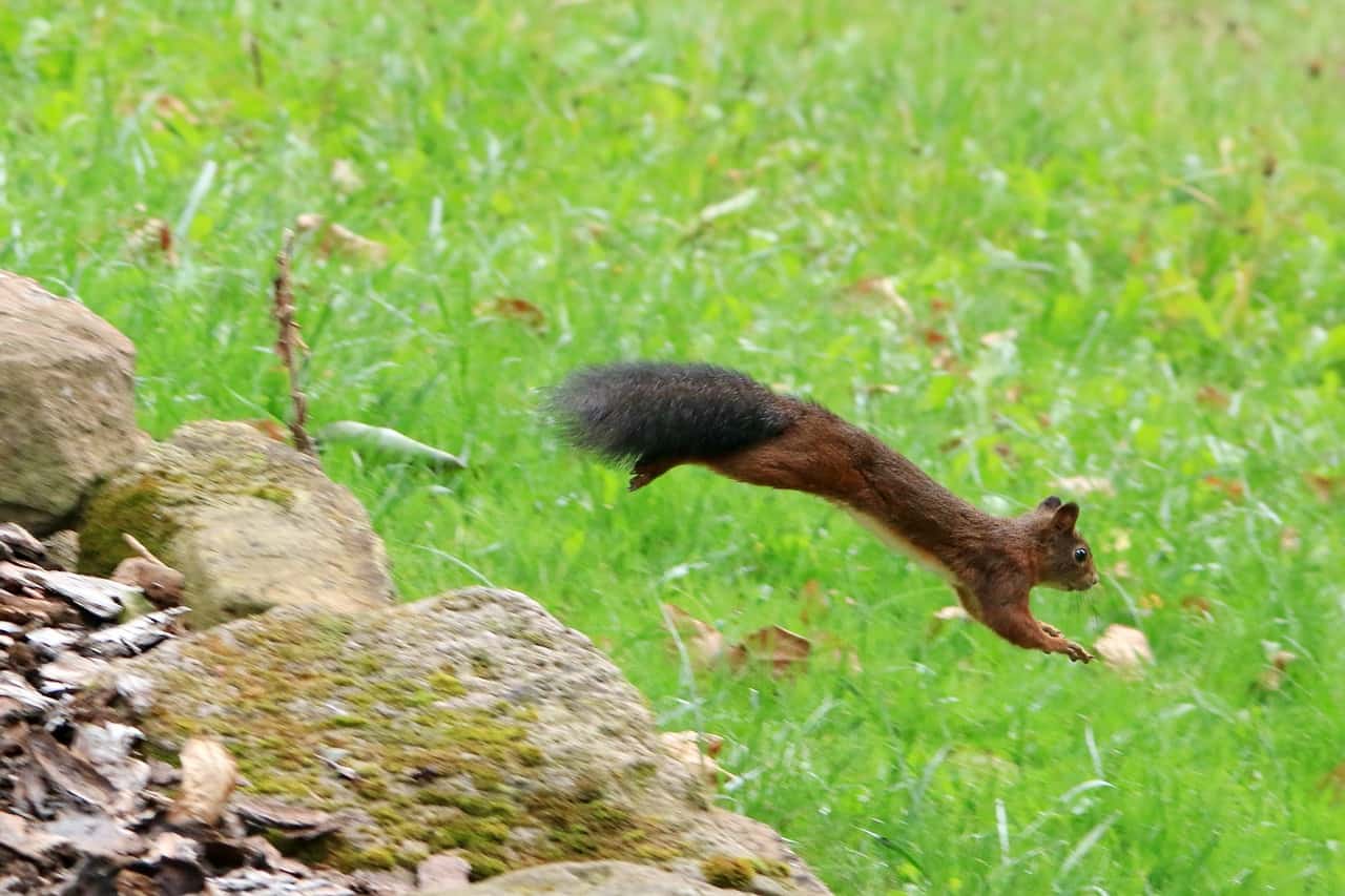 How High Can Squirrels Jump and How Do They Do It??