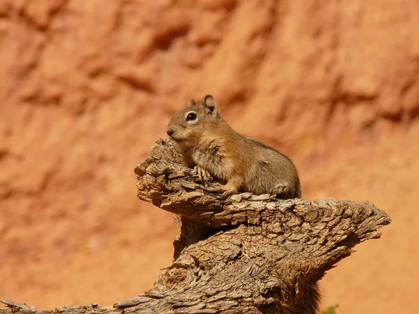 Red squirrels also cache mushrooms on tree branches. How Long Do Squirrels Live Up To 18 Years Whoop