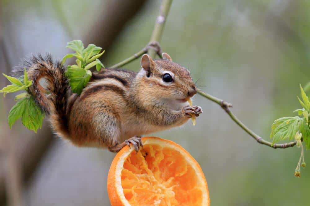 Do Chipmunks Carry Rabies? Not Usually, But Still Be Careful!