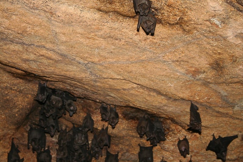 Do Bats Hibernate? How Do They Survive The Winter?