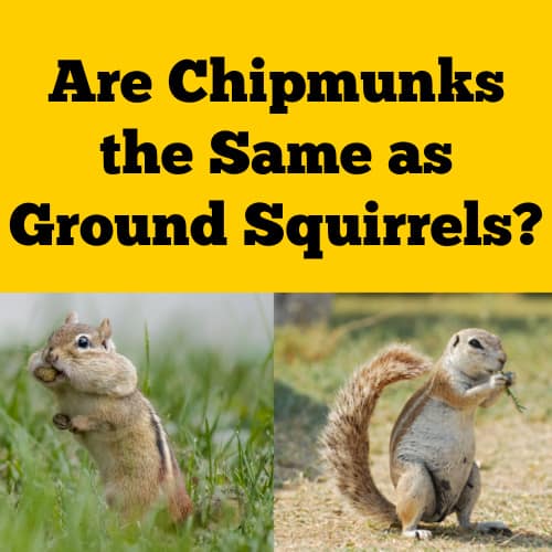 Are Chipmunks and Ground Squirrels the Same? Squirrels at the Feeder