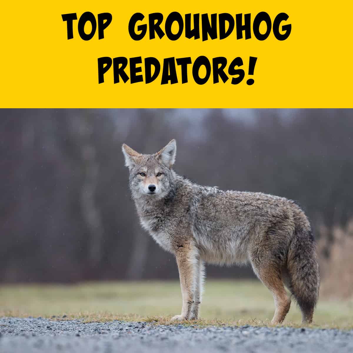An Overview of Groundhog Predators Squirrels at the Feeder
