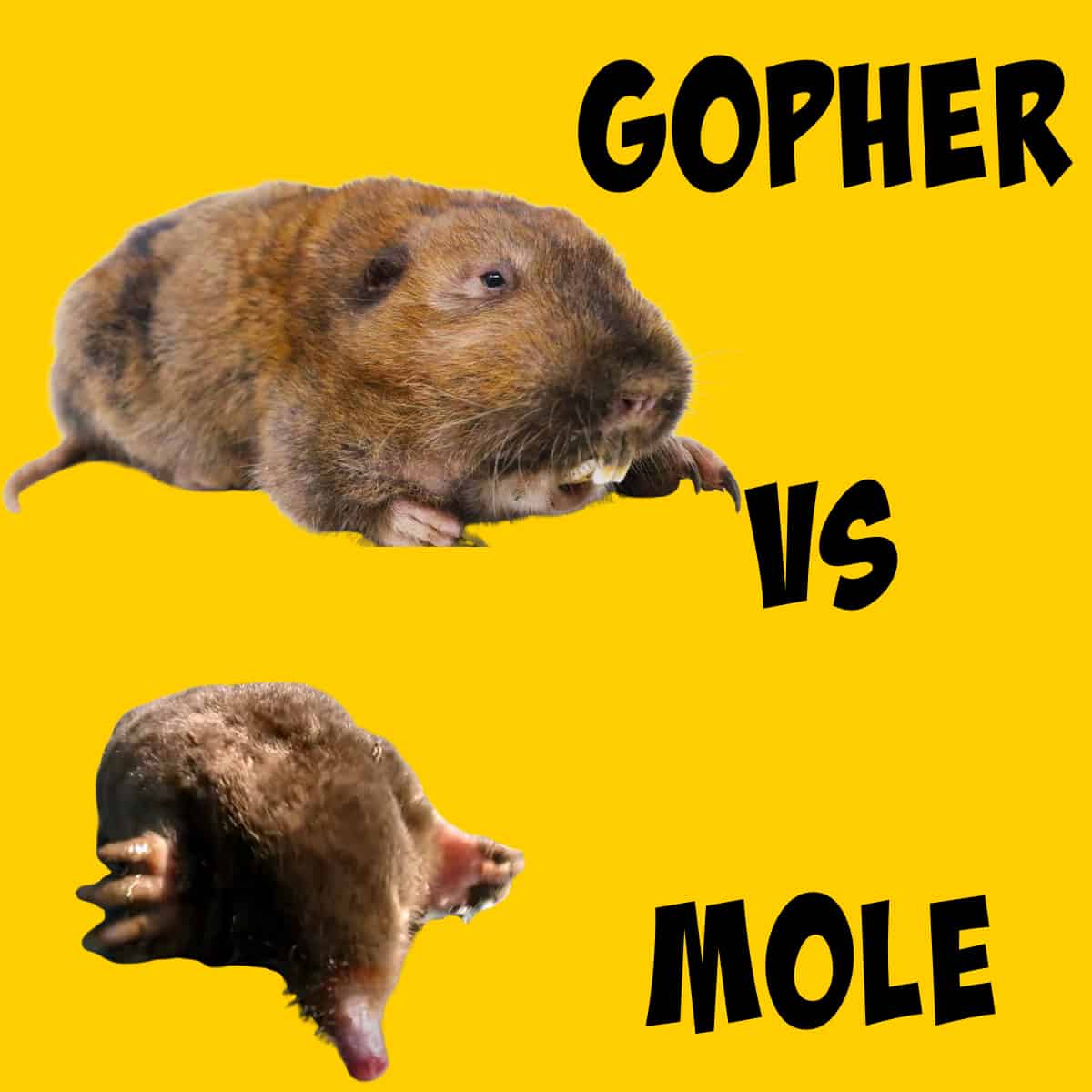 Gopher vs Mole The Differences that Tell Them Apart Squirrels at the