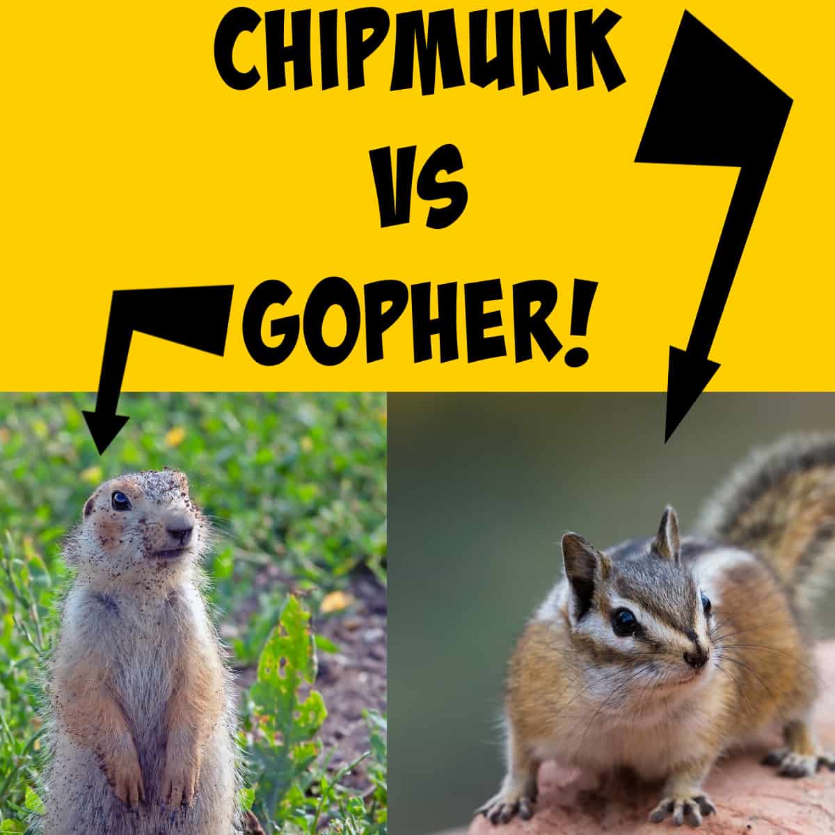 Chipmunks vs Gophers Differences and Similarities Squirrels at the