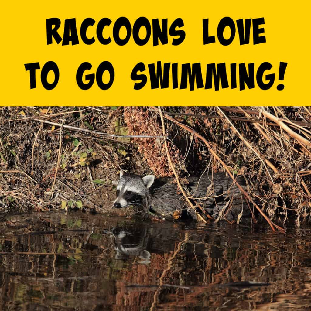 Raccoons Love to Swim..But Don't Let Them Poop In Your Pool
